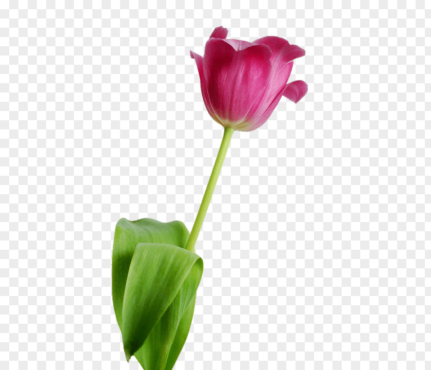 Tulip Desktop Wallpaper Flower PNG