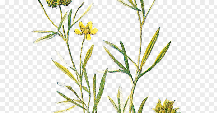 Wild Flower Wildflower Lithography PNG