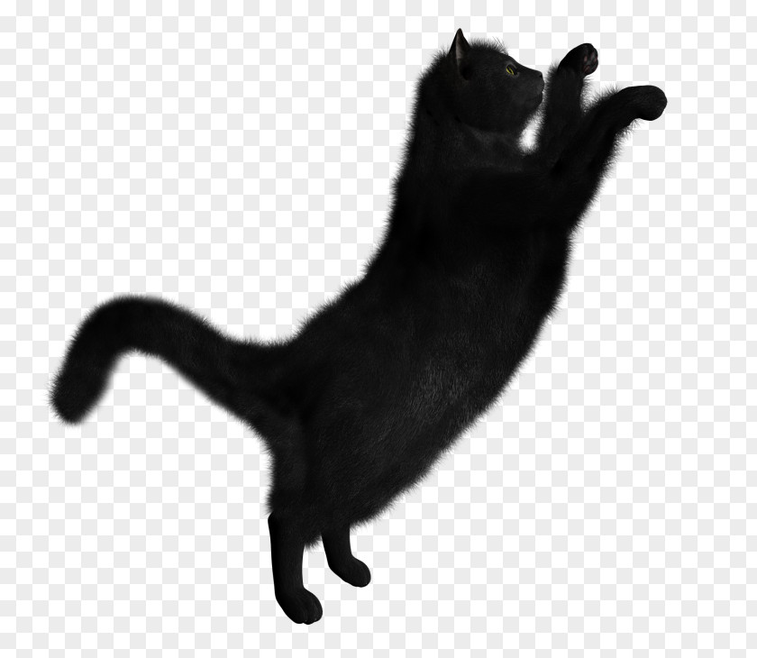 Cat Black Kitten Clip Art PNG