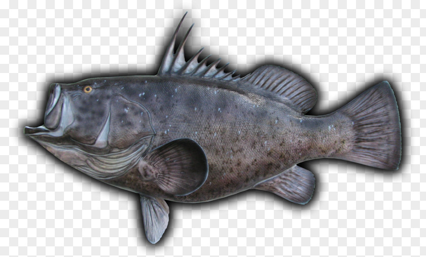 Cod Fish Products 09777 Oily Barramundi PNG