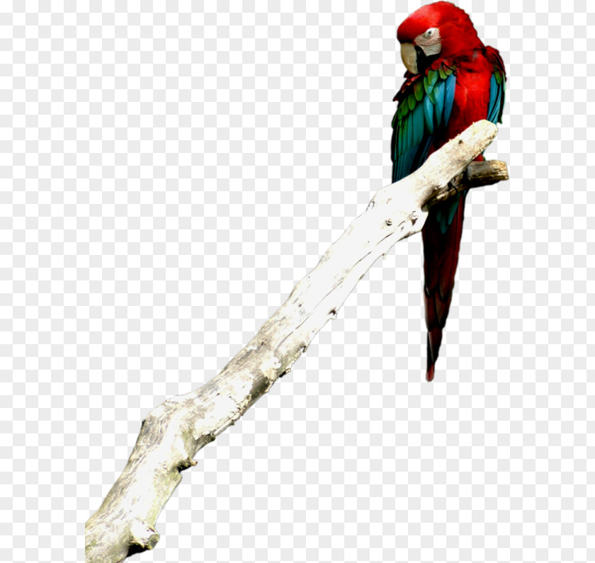 Color Parrot On Tree Branch Budgerigar True Macaw PNG