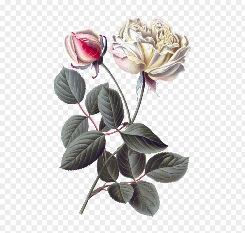 Flower Garden Roses Cabbage Rose Botany Botanical Illustration PNG