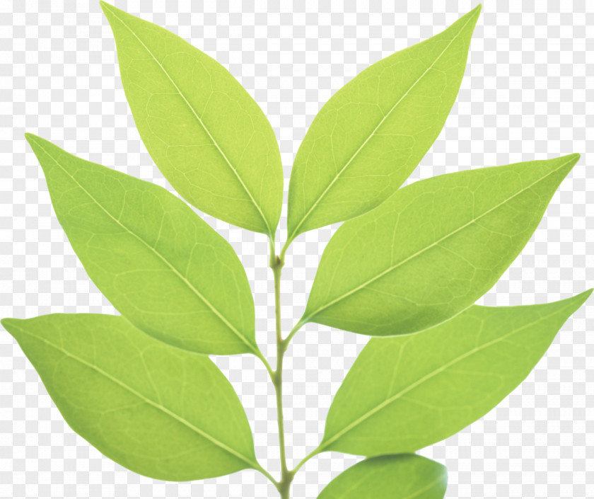 Green Leaves Leaf Plant Stem PNG