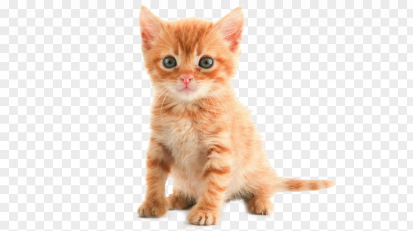 Kitten American Shorthair Toyger Bombay Cat Persian PNG