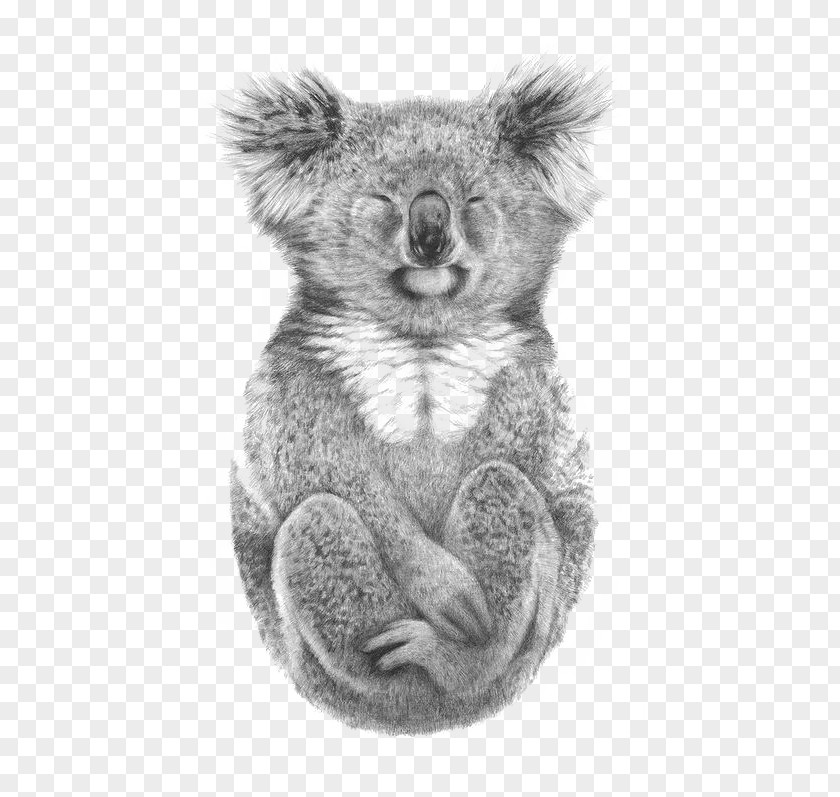Koala Australia Paper Drawing Printing PNG