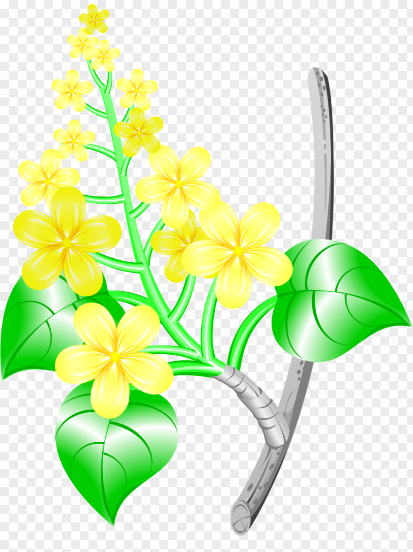 Leaf Floral Design Cut Flowers Moth Orchids Plant Stem PNG
