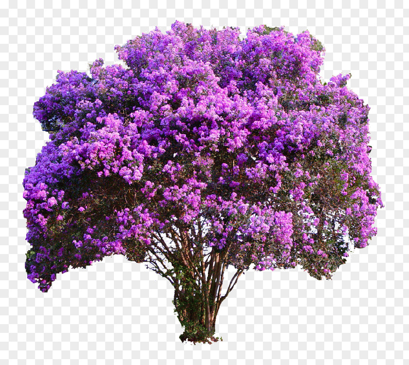 Myrtle Lagerstroemia Crepe-myrtle Tree Shrub Plants PNG
