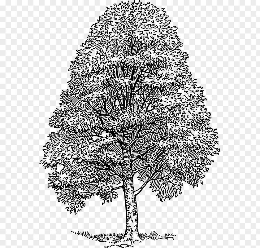 Tree American Beech Drawing Cedar Clip Art PNG