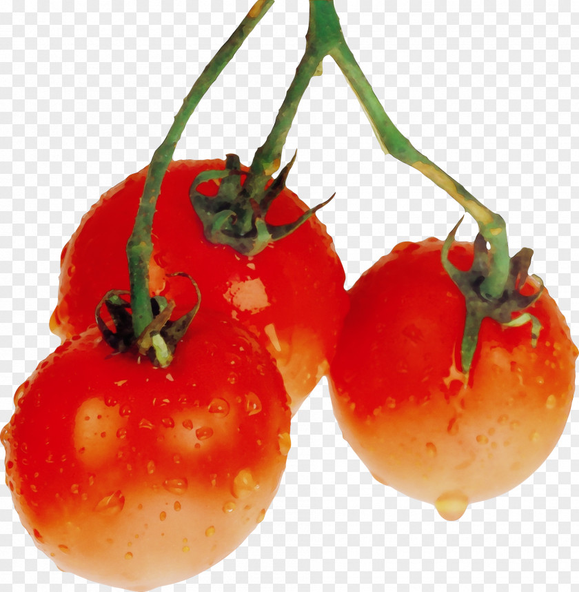 Vegetable Plum Tomato PNG