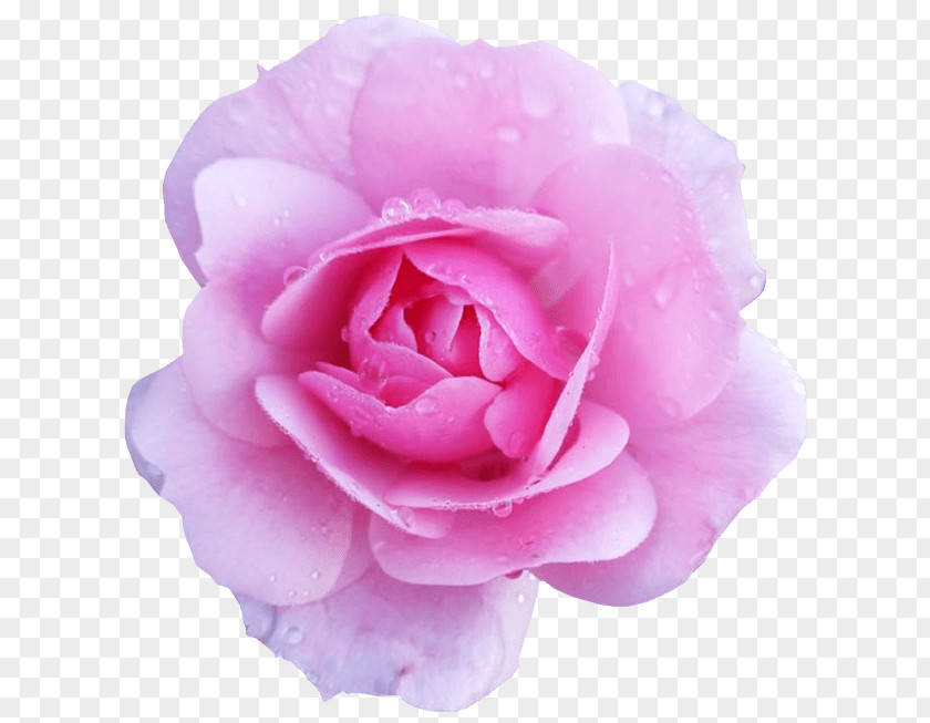 Blush Floral Flower Rose Pink Desktop Wallpaper Clip Art PNG