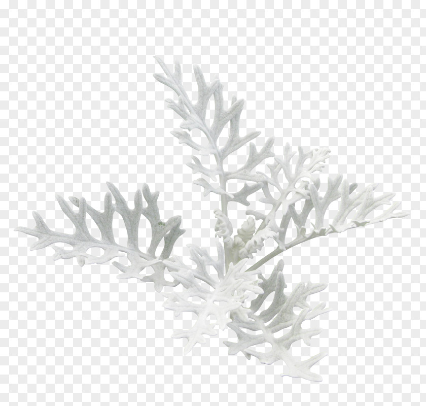 Christmas Day Clip Art Image Flower PNG