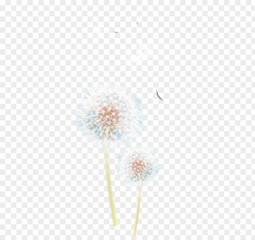 Dandelion Textile Petal LINE Pattern PNG