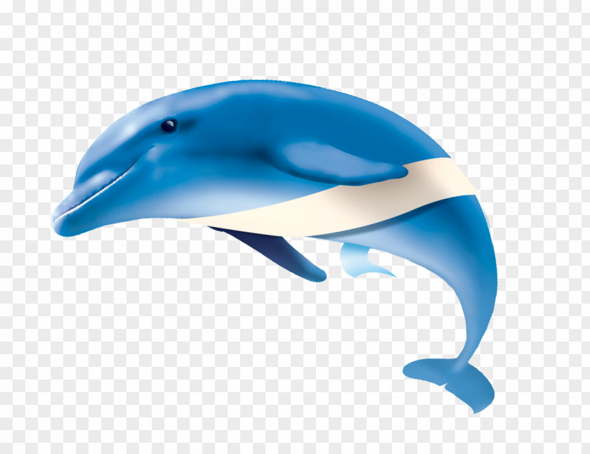 Dolphin Website PNG