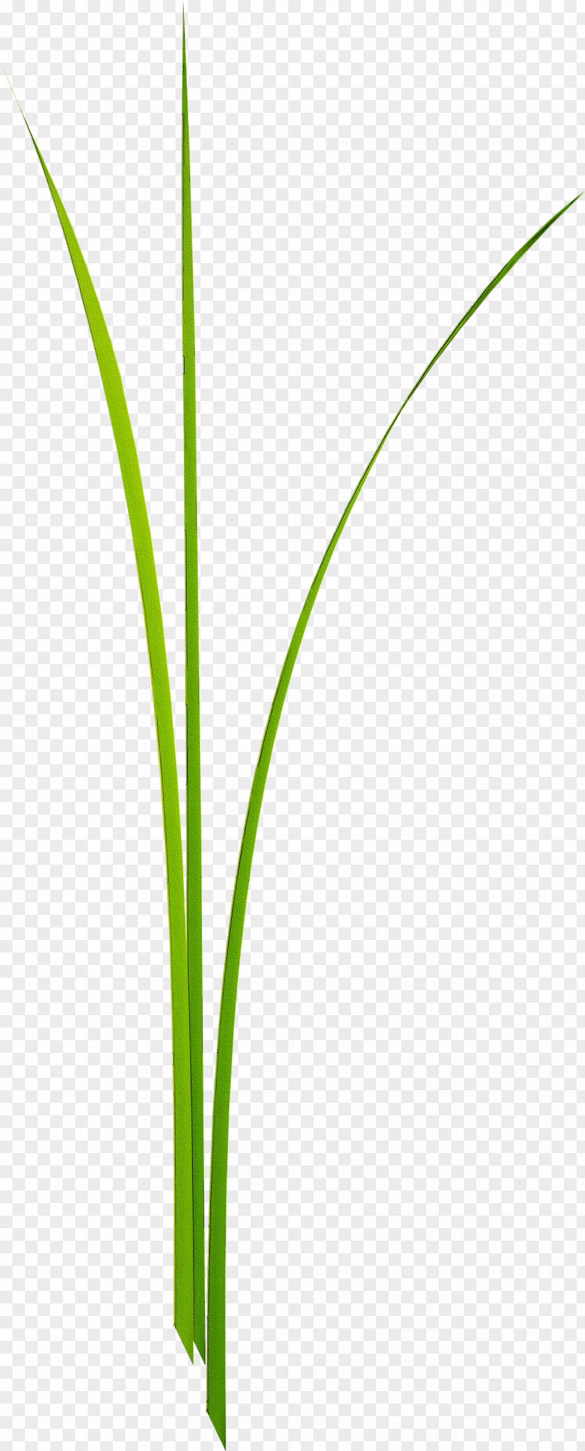 Grass Leaf Grasses Green Plant Stem PNG