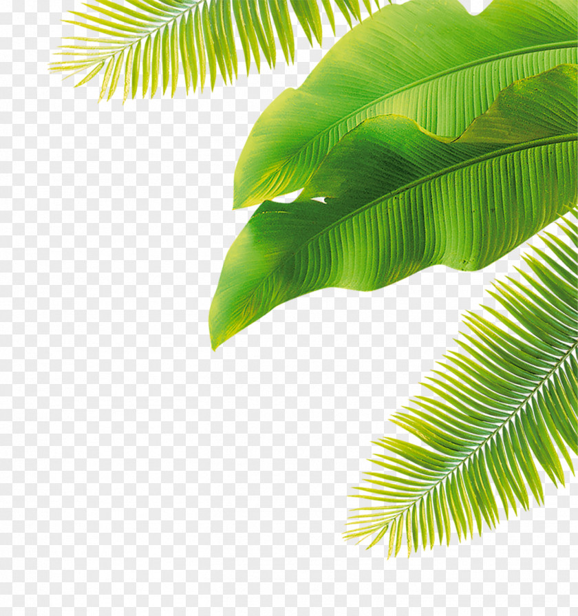 Green Leaves Fruit Flower PNG