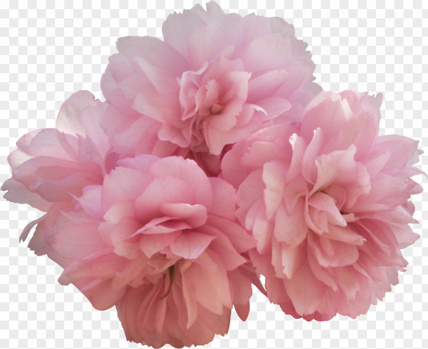 Peony Flower Three-letter Acronym Clip Art PNG