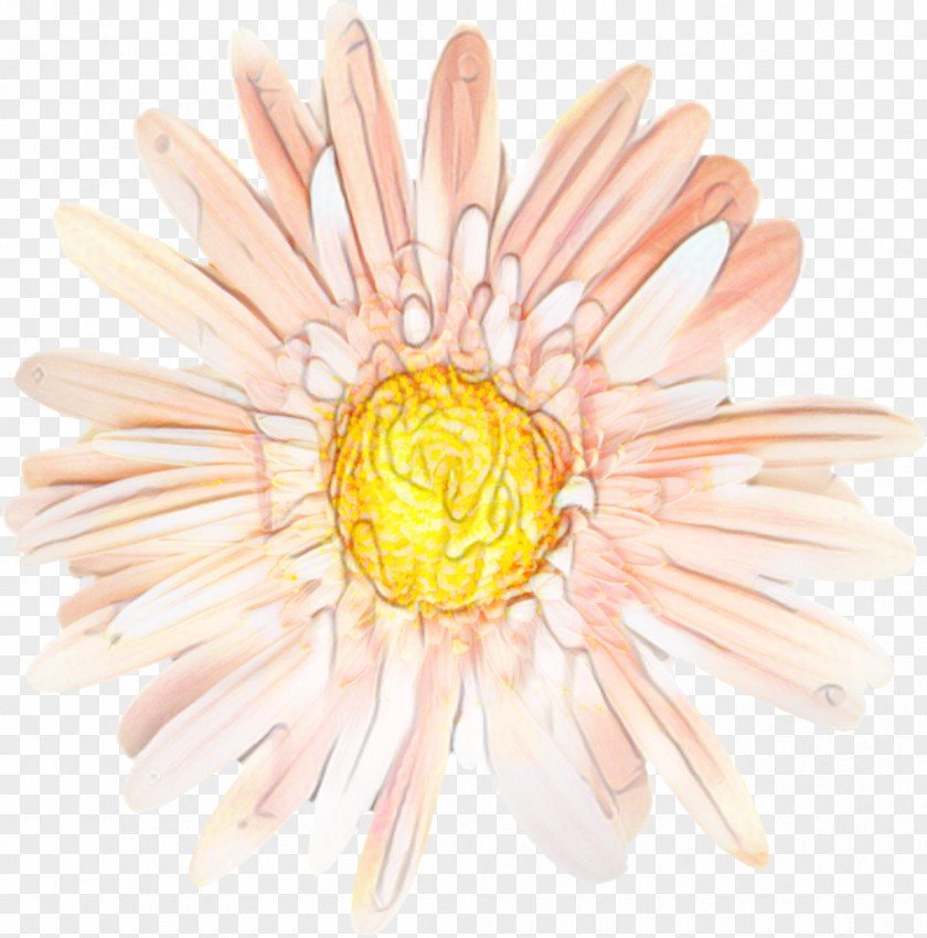 Wildflower Chamomile Flowers Background PNG