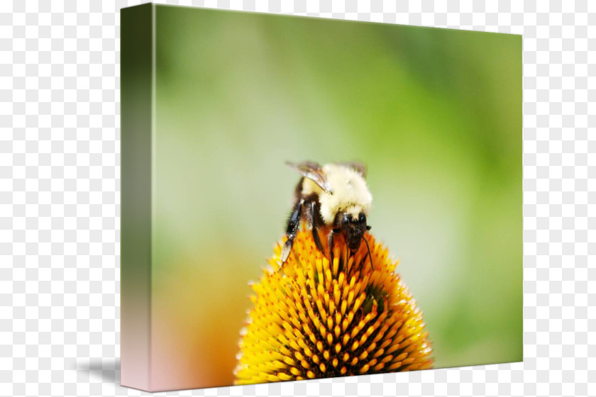 Bee Honey Bumblebee Nectar Pollen PNG