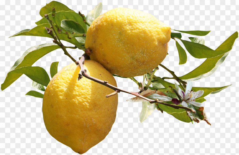 Lemons Grow On Trees Lemon Auglis Clip Art PNG