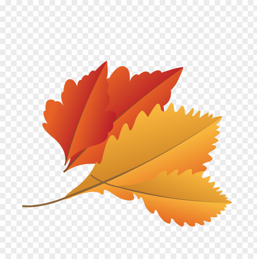 Maple Leaf PNG