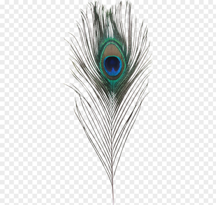 Peacock Feathers Feather Clip Art PNG