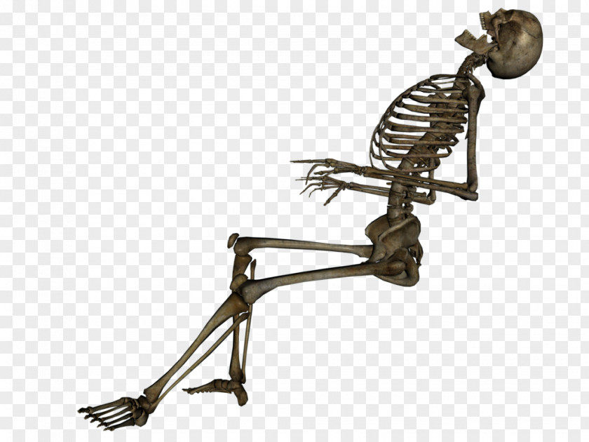 Skeleton Image Human Skull PNG