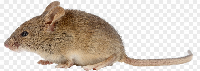 Topo Brown Rat House Mouse Rodent Black Pest Control PNG