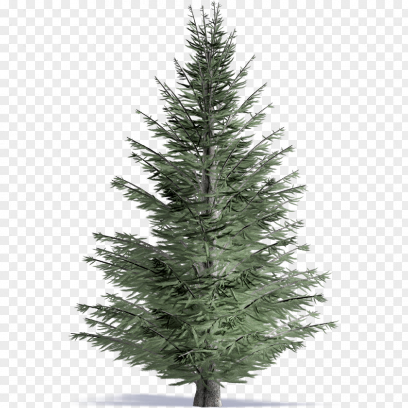 Tree Pine Fraser Fir Drawing Clip Art PNG