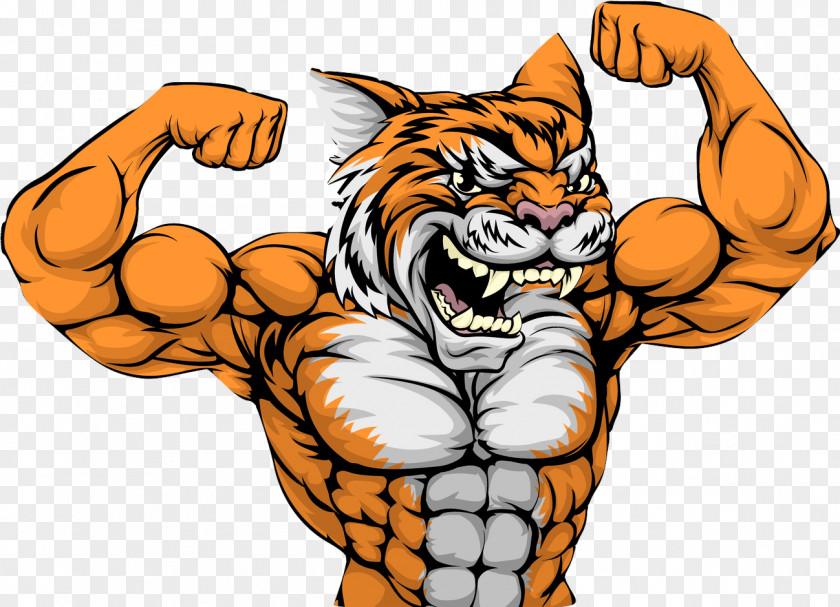 Bodybuilding Tiger Muscle Stock Photography Clip Art PNG