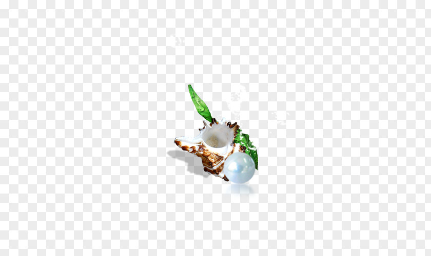 Conch Pearls Plants Pearl Seashell Sea Snail PNG