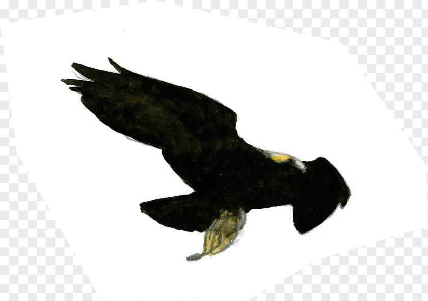Eagle Bald Golden Buzzard Image PNG