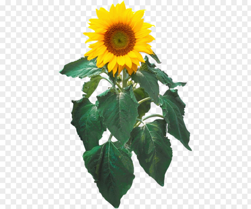 Sunflower Oil Common Seed Clip Art PNG