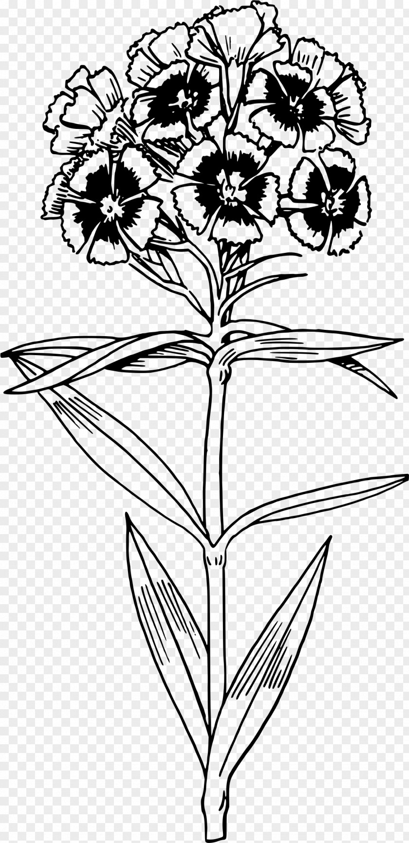 Sweet William Drawing Floral Design Clip Art PNG