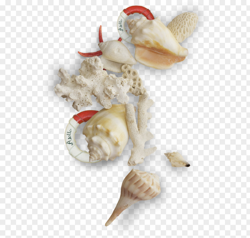 Vintage White Conch Scallop Seashells Yongquan Clip Art PNG