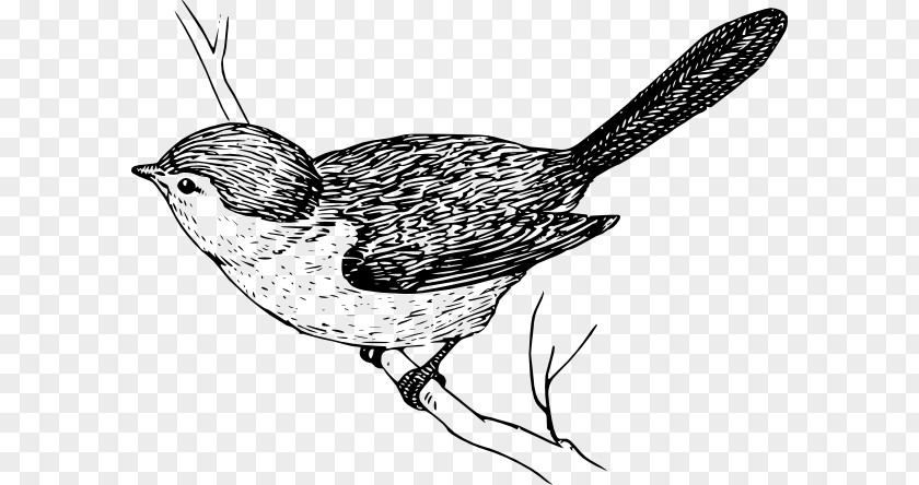 Bird Illustration Drawing Clip Art PNG