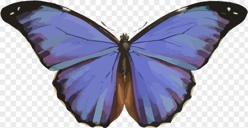 Blue Butterfly Morpho Menelaus Peleides Rhetenor Insect PNG