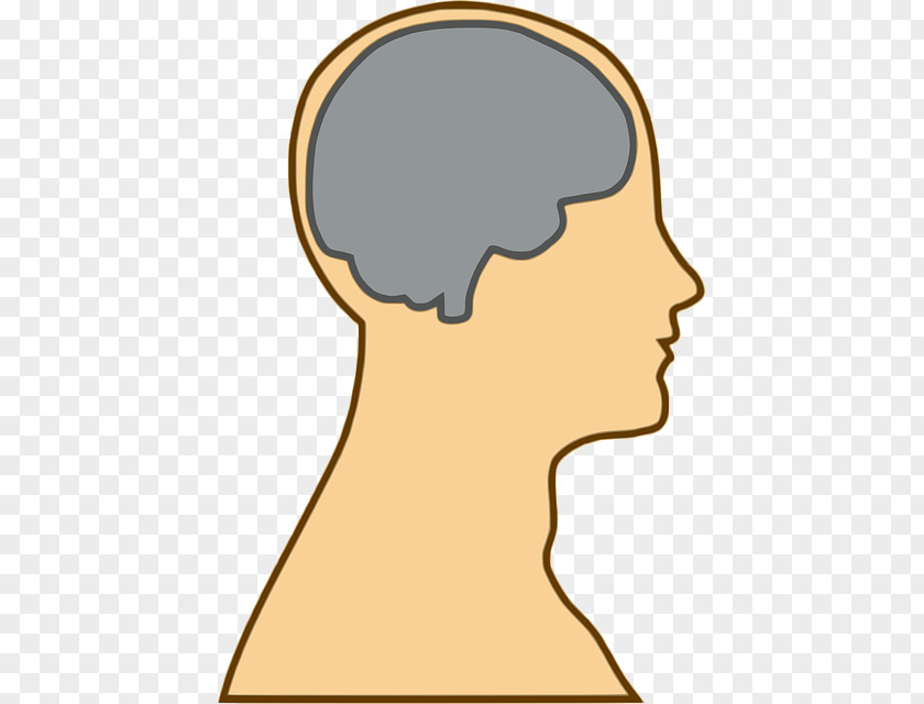 Brain Clip Art Human Openclipart Head PNG
