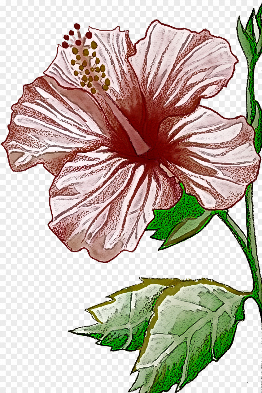 Flower Hibiscus Hawaiian Chinese Plant PNG