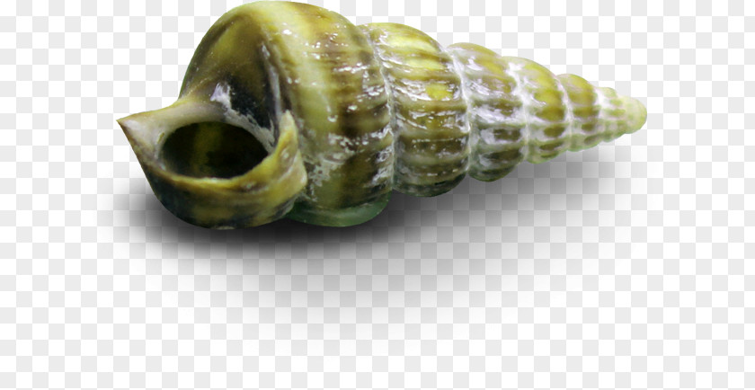 Green Conch Sea Snail Seashell Clip Art PNG
