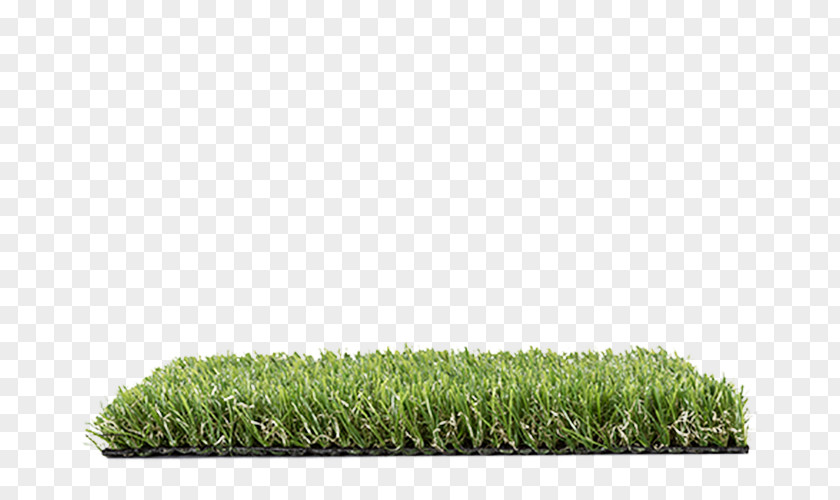 Lawn Grasses Family PNG