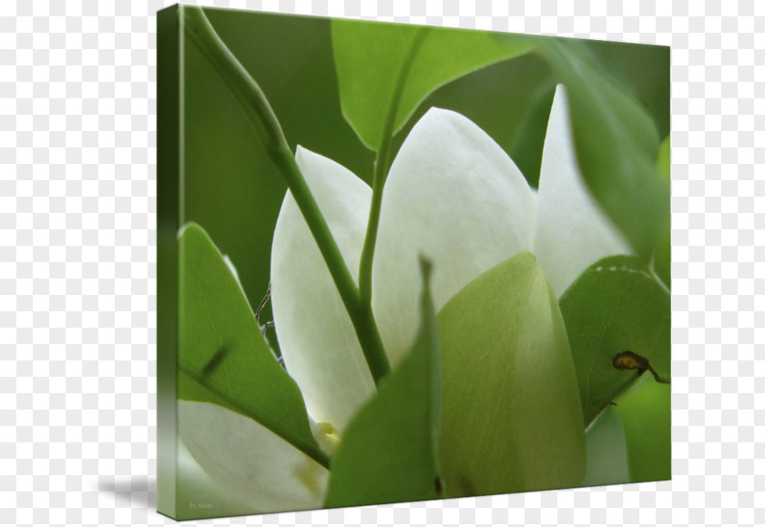 Magnolia Flower Painting Leaf Plant Stem PNG