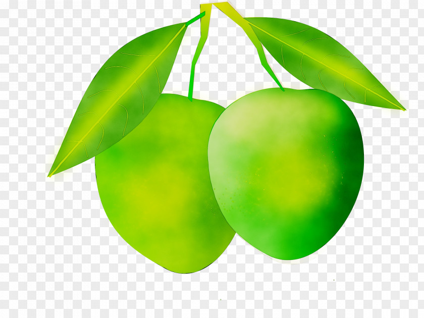 Mango Clip Art Aam Panna Mangifera Indica PNG