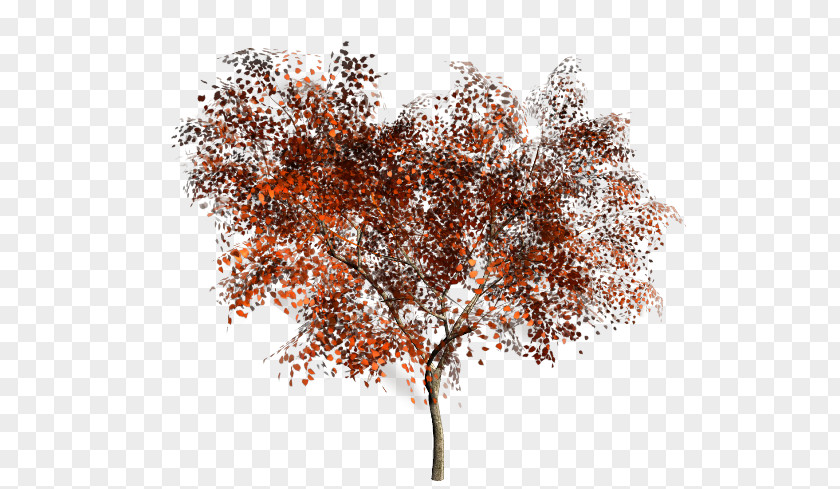 Tree Twig Branch Woody Plant PNG