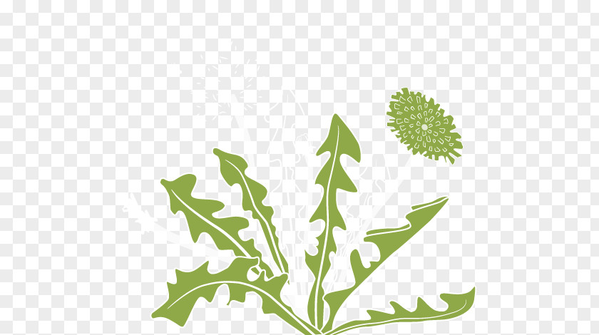 Dandelion Plant Stem Leaf Clip Art PNG