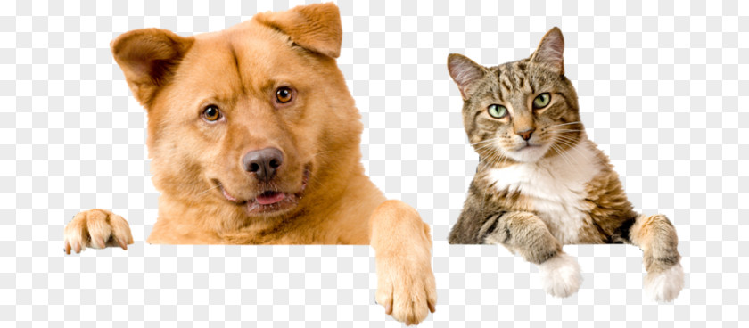 Dog Kindness Animal Hospital Pet Sitting Cat PNG