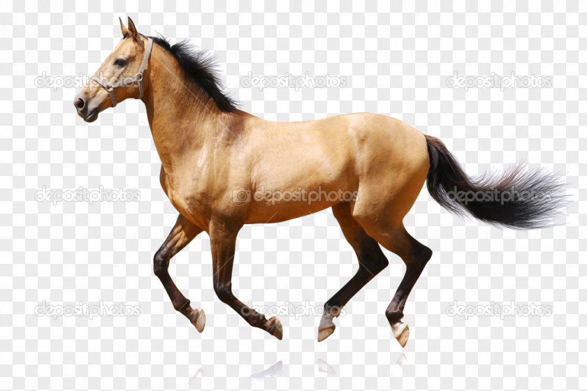 Horse Royalty-free Stock Photography Equestrian PNG