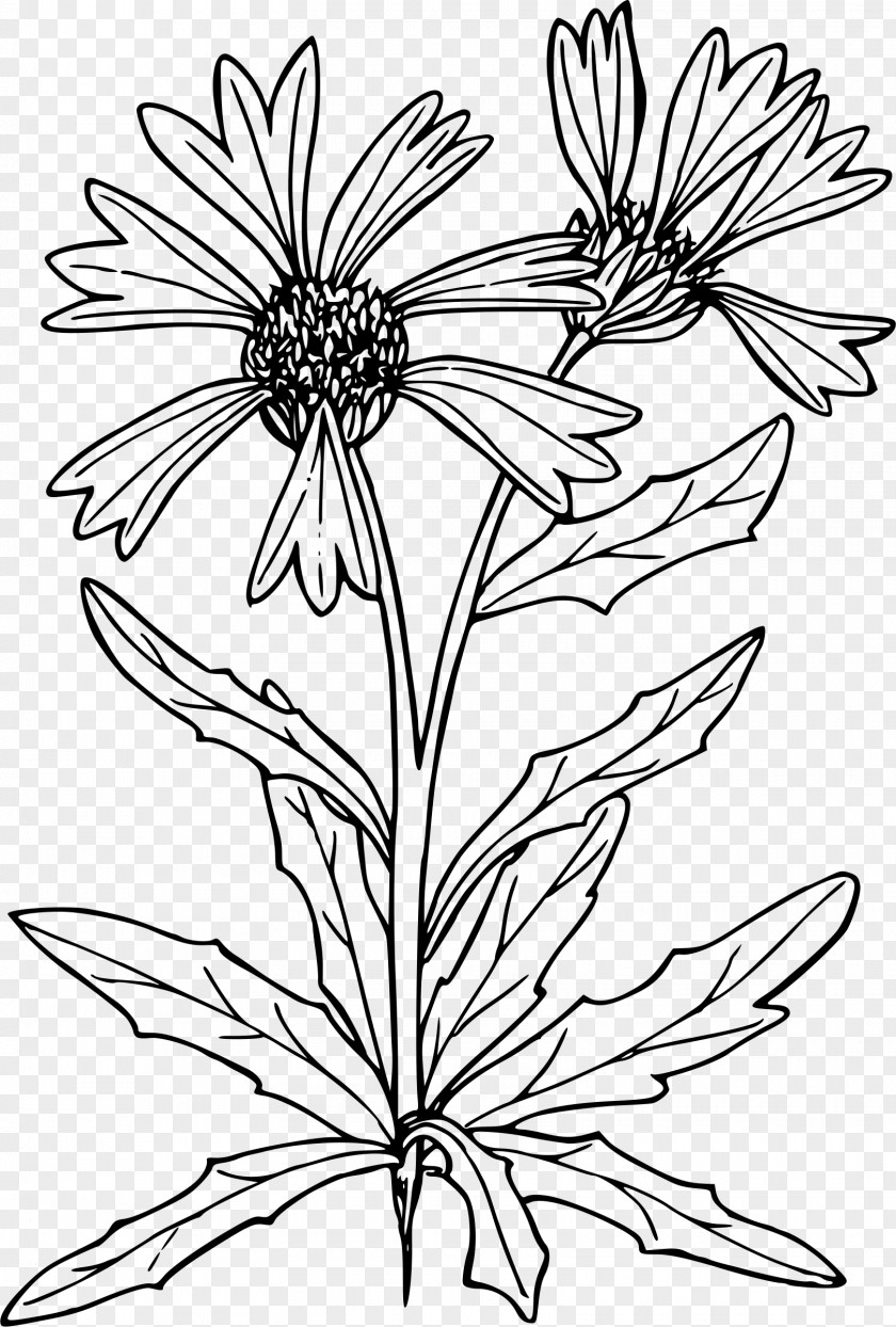 Wildflower Clip Art PNG