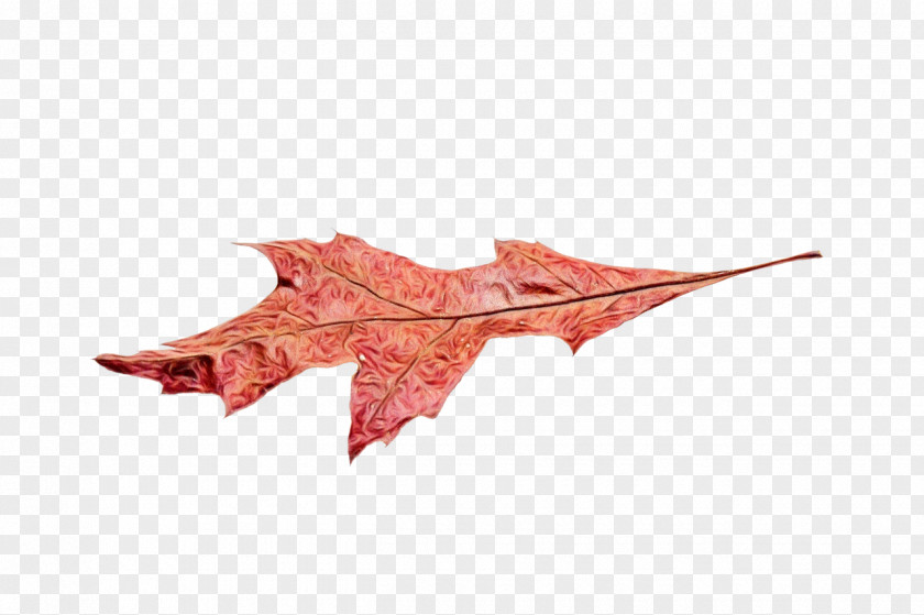 Black Maple Plane Red Tree PNG