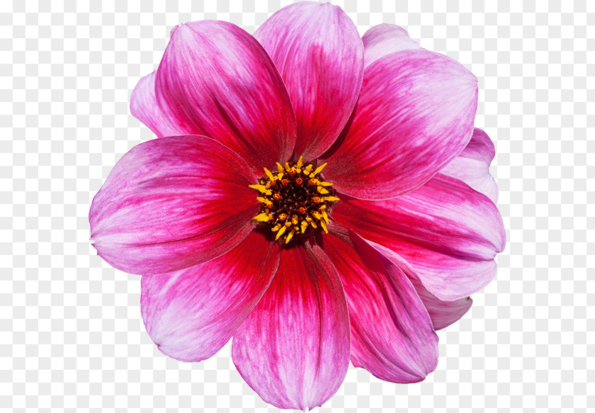 Flower Red White Pink Violet PNG