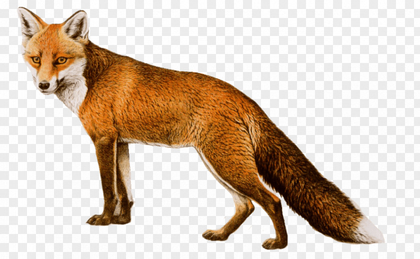 Fox Red PNG